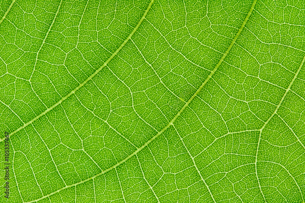 Aufkleber green leaf texture for pattern and background