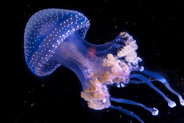 Phyllorhorhiza punctata white spotted jellyfish