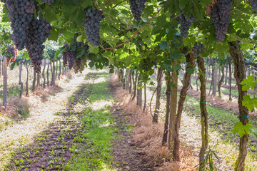 Fototapeta na wymiar Rows of grapes in a vineyard