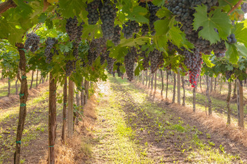 Rows of grapes in a vineyard