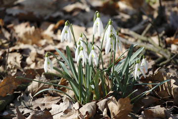 Schneeglöckchen im Laubwald