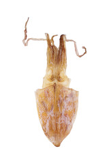 One dry squid isolated on white