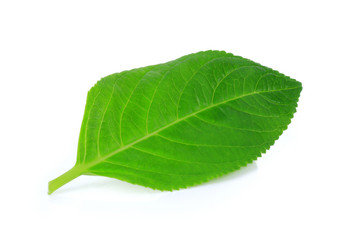 green leaves isolate on  white background