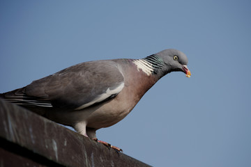 Common Wood Pigeon, Wood Pigeon, Columba palumbus