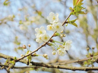 A close-up image of colourful white Spring blossom.
