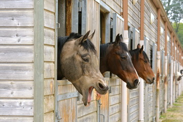 Fototapeta premium Cheval bizarre, vieux cheval qui rit