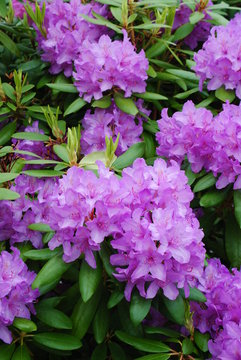 rhododendron