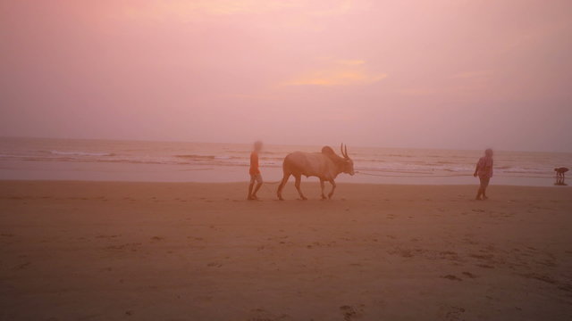 Men and cow walking along ocean beach at sunset