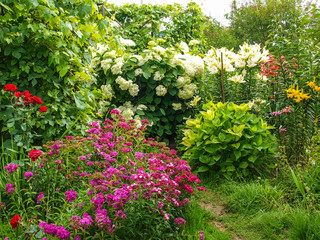 beautiful blooming flowers in the garden in summer. Hydrangea, Turkish carnation, lily, rose in the garden