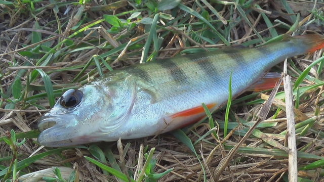 Fish perch on the grass