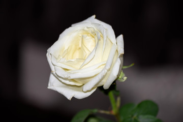 Single white rose on dark background, close up