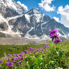 Obraz premium Red meadow flowers on a background of snowy mountains
