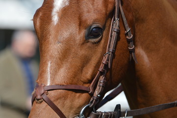 Obraz premium cheval de courses