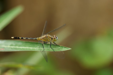 Yellow dragonfly holds on green leaf
