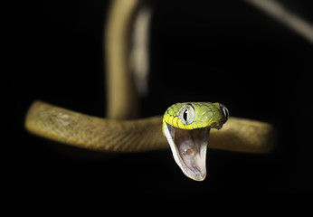 Close-up of a Green Cat Snake (Boiga cyanea) hanging from a branch with an open mouth, Langkawi, Kedah, Malaysia