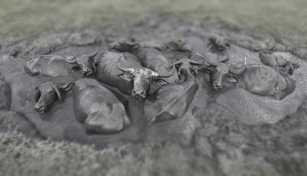 Close-up overhead view of a Herd of water buffalo (Bubalus bubalis) in a mud bath, Malaysia