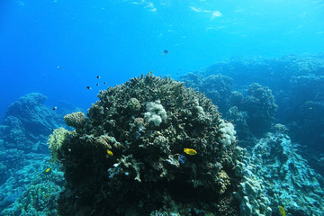 divers underwater landscape