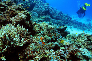 Naklejka na ściany i meble coral reef in the warm sea
