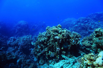 Fototapeta na wymiar tropical sea underwater landscape
