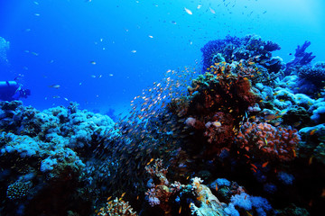 Fototapeta na wymiar divers underwater landscape