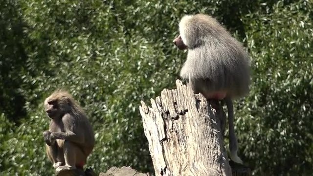 Male and female Hamadryas baboon sit on a tree logs, native to the Horn of Africa and the southwestern tip of the Arabian Peninsula.