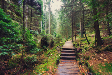 Obraz premium hiking path through forest landscape