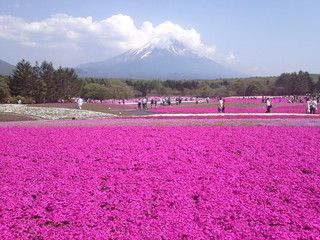 KAWAGUCHIKO, JAPAN Fuji Shibazakura Pink Moss Phlox/Phlox