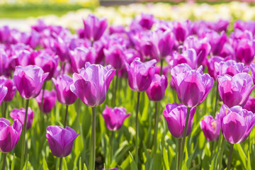 Obraz premium blurred background beautiful purple delicate tulips in the park near the castle Edikyule in Istanbul