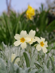 Primrose (primula vulgaris)