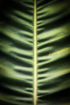 Close up of a tropical leaf