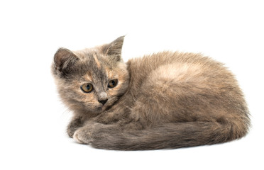 gray kitten isolated