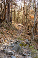 sentiero nel bosco