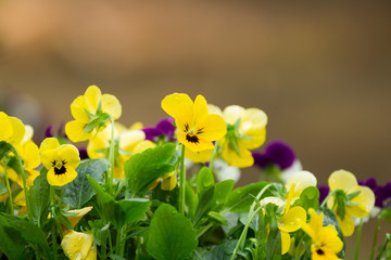 Fototapeta premium Flowers in the small garden.