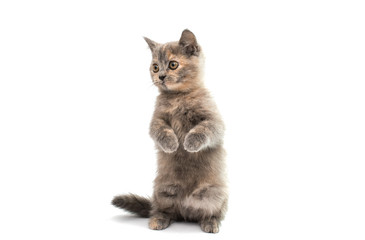 gray kitten isolated