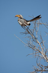 Southern Yellow-Billed Hornbil