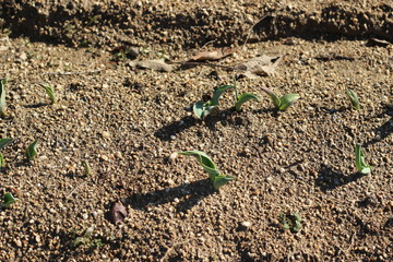 チューリップの新芽