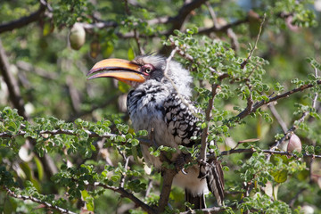 Southern Yellow-Billed Hornbil