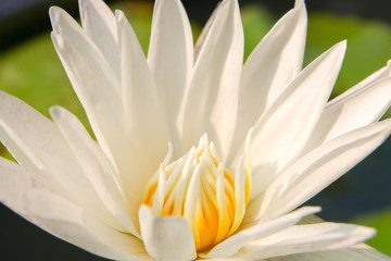 Fototapeta na wymiar Buddha and white lotus
