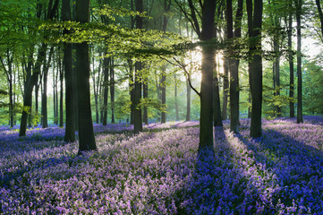 Sunlight streaming through Beech trees onto Bluebells in woodland, Micheldever Wood, Hampshire, England, UK