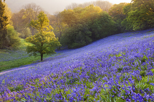 Bluebells (Hyacinthoides non-scripta) growing in a woodland field, Minterne Magna, Dorset, England, UK