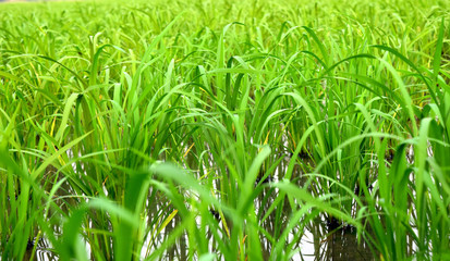 Fototapeta premium rice in cornfield