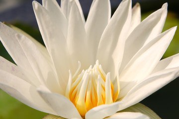 white lotus and Buddha