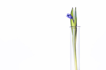 Flower in a test tube isolated on white