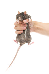 Rat in a hand on the white
