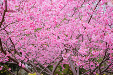 Fototapeta premium ピンクの鮮やかな満開の桜