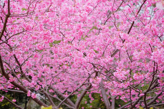 ピンクの鮮やかな満開の桜
