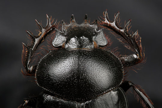 Great capricorn beetle (Cerambyx cerdo)