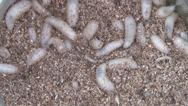 Group Of Maggots Acheta Domesticus Insect Larvae,Bait for Fishing Rod. 