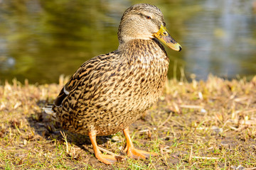 Female mallard