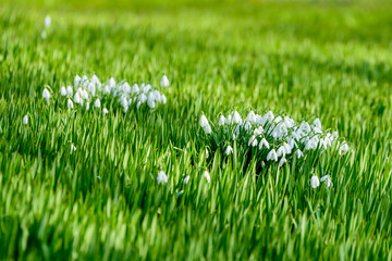 Galanthus nivalis or snowdrop